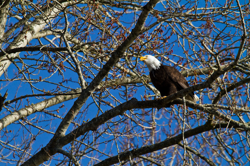 Bald Eagle